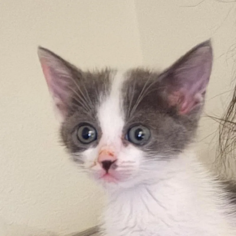 Thumbalina thumbnail 3