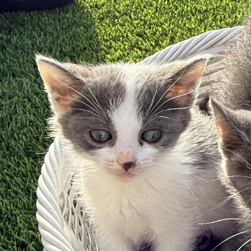 Thumbalina thumbnail 4