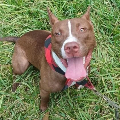 An adult medium-sized male White / Cream American Staffordshire Terrier dog named Lopie for adoption in Houston, TX