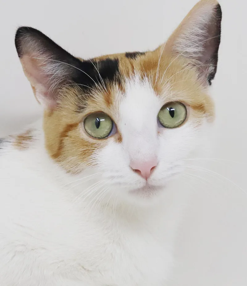 A young medium-sized female Calico cat named Momma Bessie is simply for adoption in Bedford Hills, NY