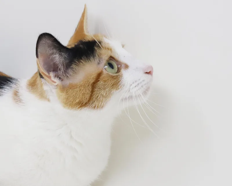 Momma Bessie is simply thumbnail 5