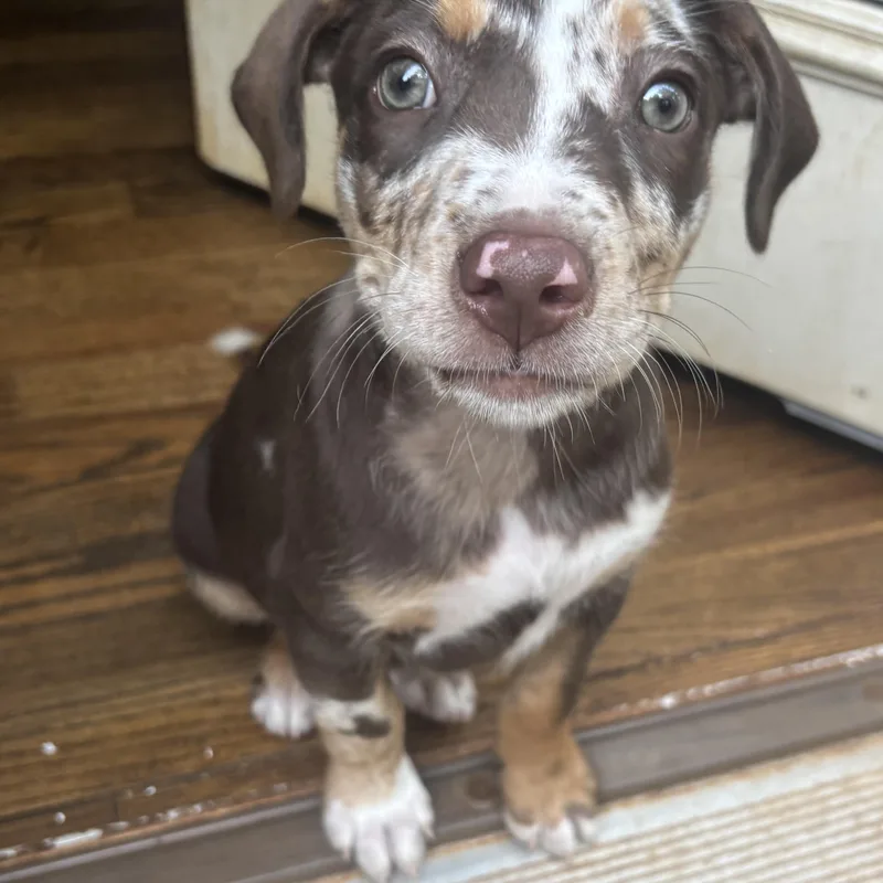 A baby medium-sized male Catahoula Leopard Dog dog named Smokey for adoption in Charlotte, NC