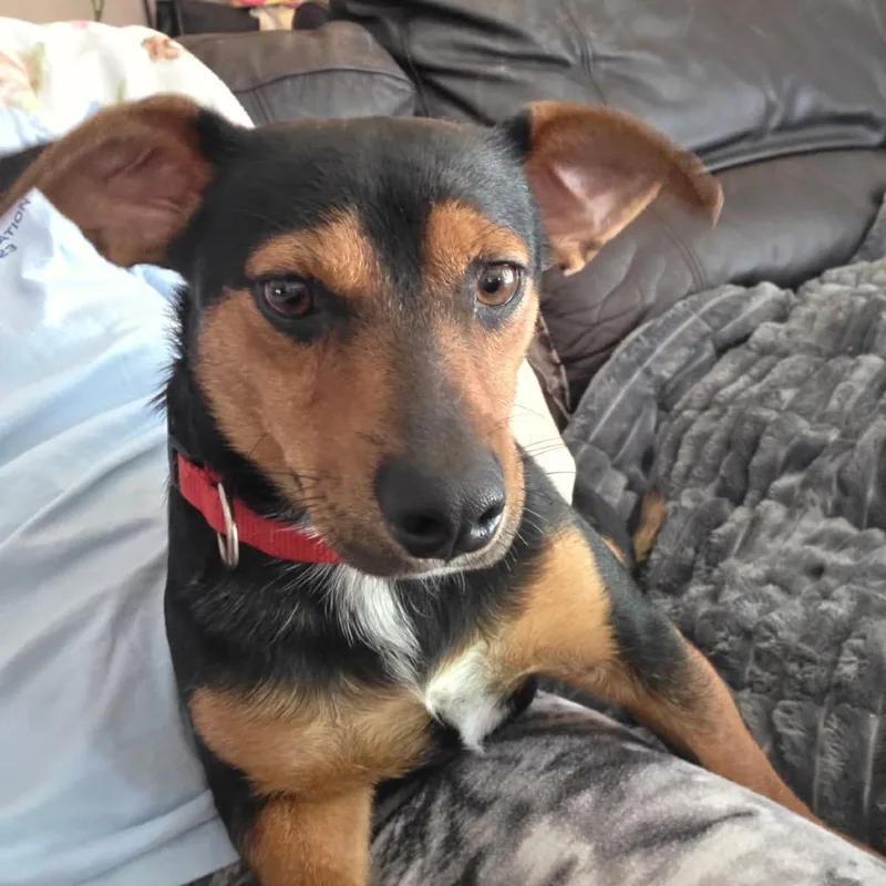 An adult small-sized male Black Mixed Breed dog named Prince for adoption in Tupelo, MS