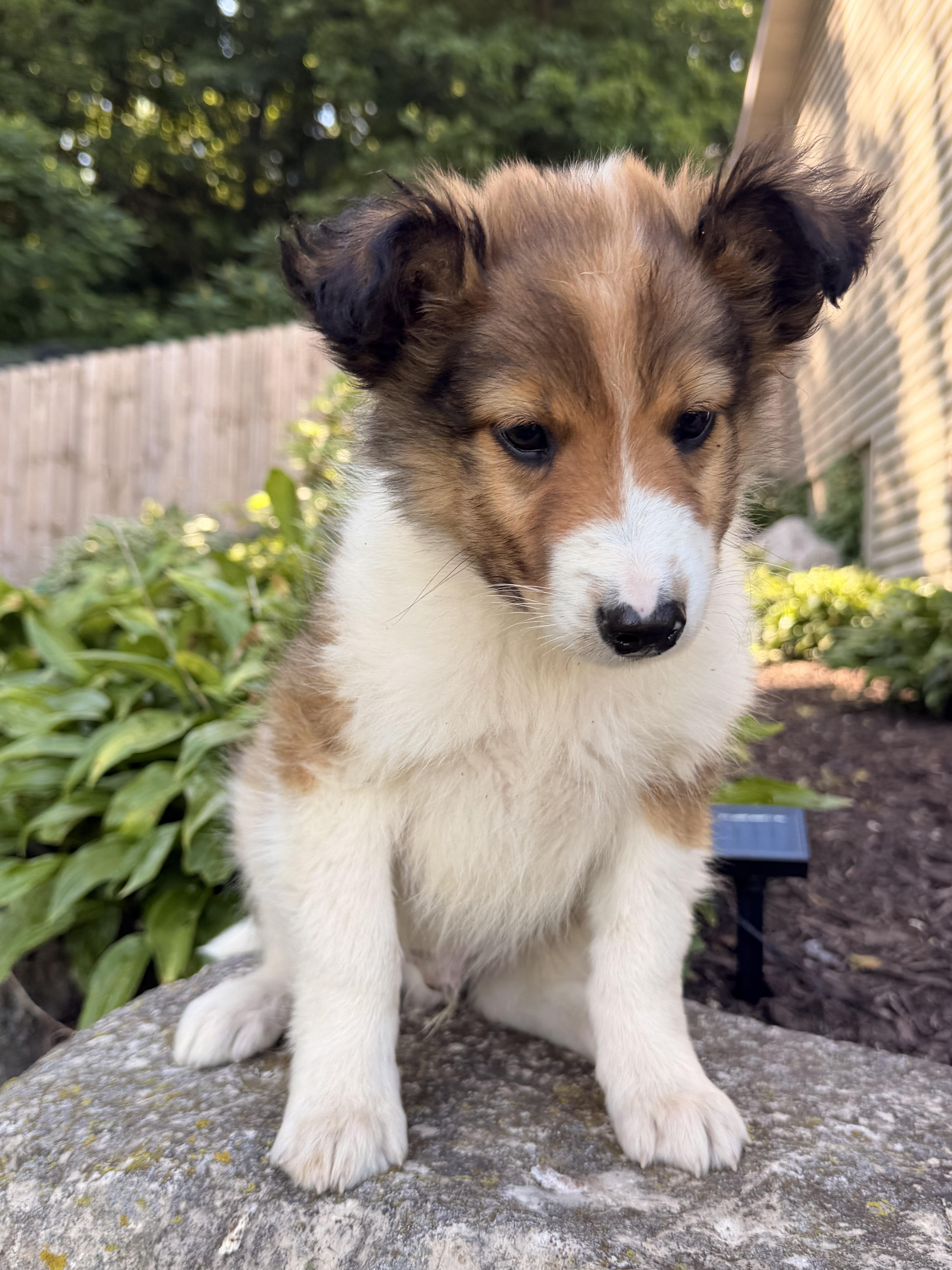 A baby medium-sized male Bicolor Rough Collie dog named Phoenix for adoption in North Freedom, WI