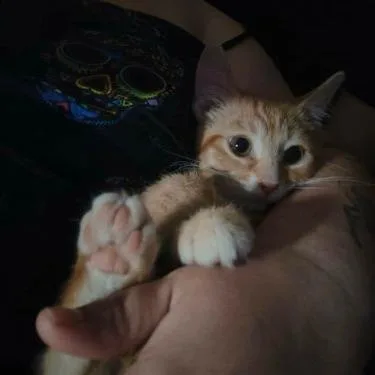 A young small-sized male Orange / Red Domestic Short Hair cat named Little Foot for adoption in Georgetown, KY