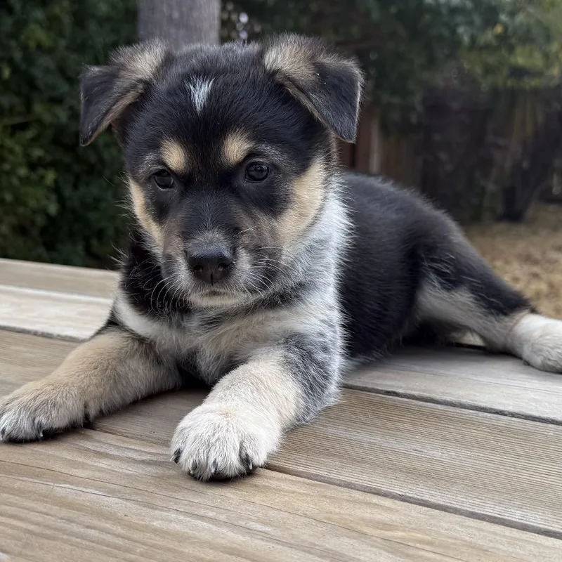 A baby medium-sized male Retriever dog named Hot Pocket for adoption in Point Richmond, CA