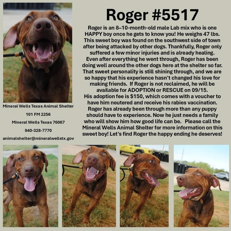A young medium-sized male Bicolor Hound dog named Roger for adoption in Mineral Wells, TX