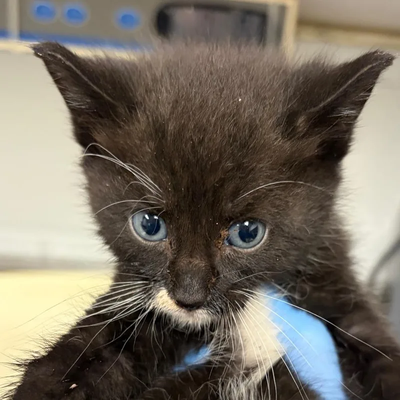 A baby small-sized female Black Domestic Short Hair cat named Pisces for adoption in Greenville, SC