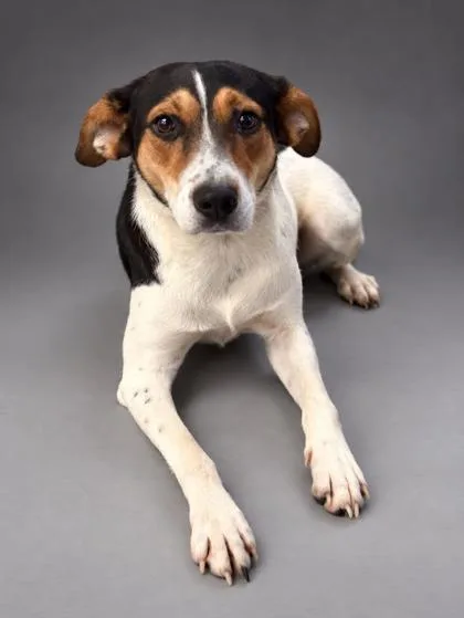 An adult medium-sized female Beagle dog named Ventura for adoption in Bowling Green, KY