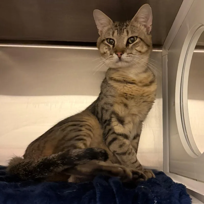 An adult medium-sized male Brown / Chocolate Domestic Short Hair cat named Herc for adoption in Council Bluffs, IA
