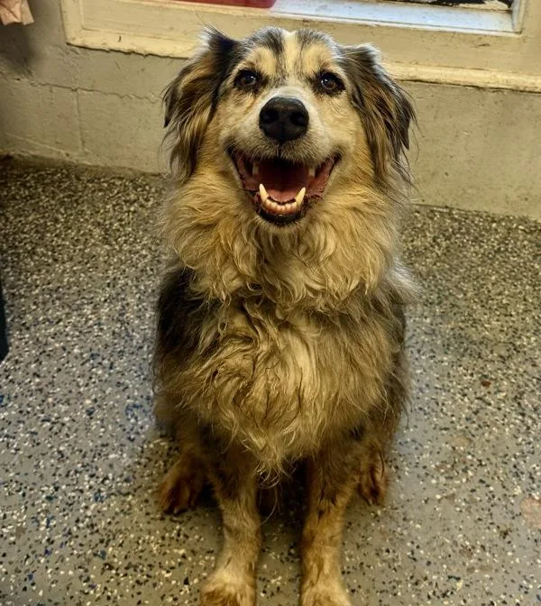 A senior large-sized male Australian Shepherd dog named Rocket for adoption in Mobile, AL