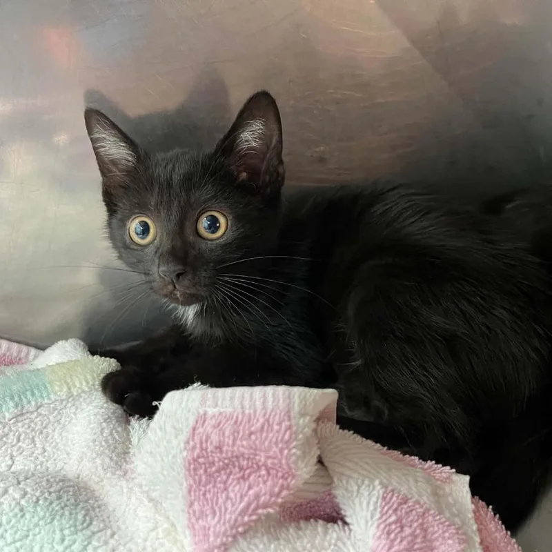 A baby small-sized male Black Domestic Short Hair cat named Atlas for adoption in Harrisonburg, VA