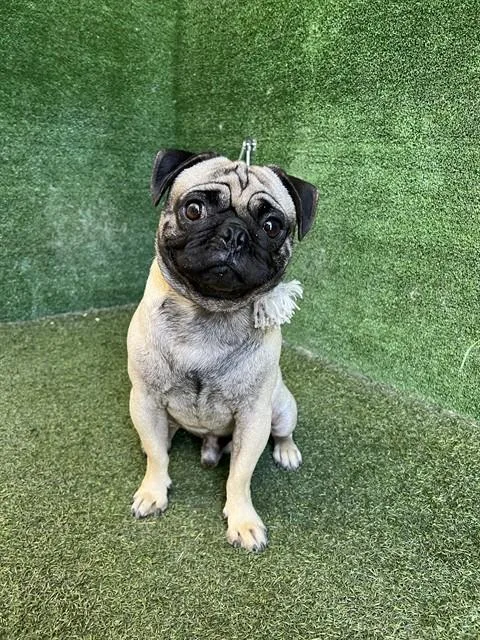 A young medium-sized male Pug dog named Chango for adoption in Lancaster, CA