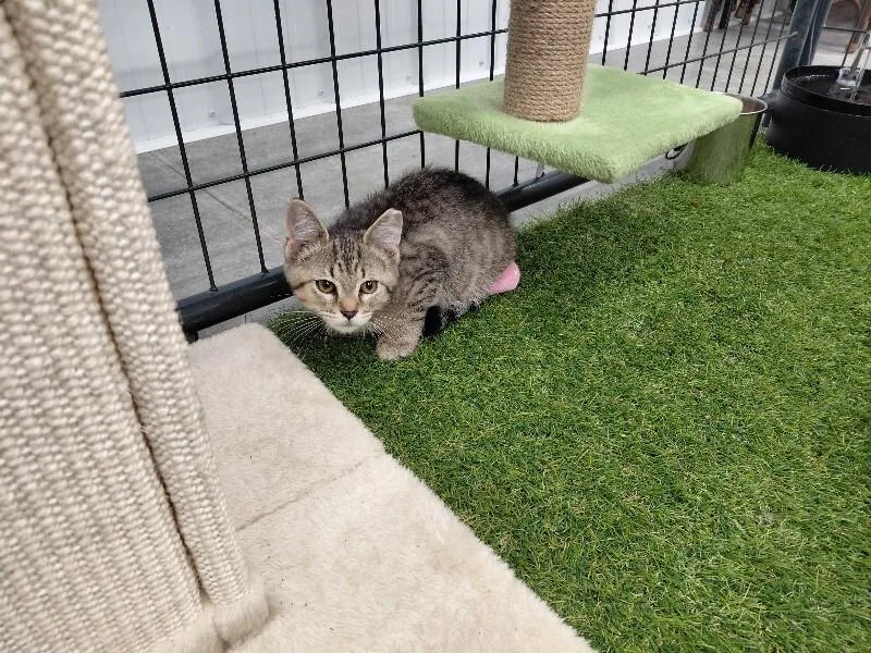 A young medium-sized male Tabby (Tiger Striped) Domestic Short Hair cat named Theodore for adoption in bellefontaine, OH