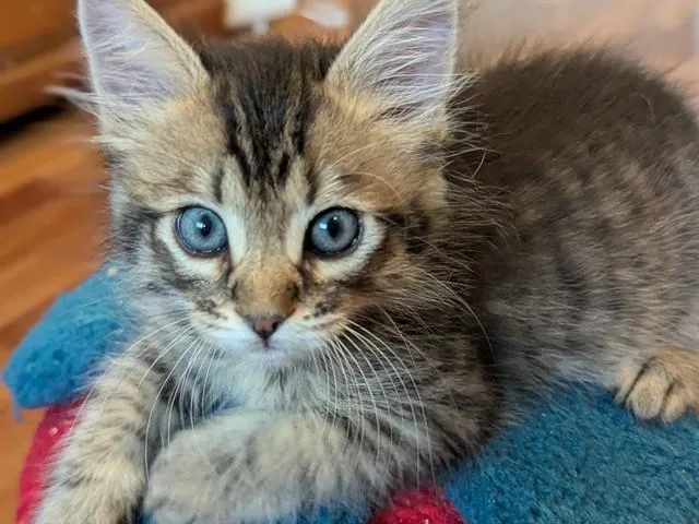 A baby small-sized male Domestic Short Hair cat named Chestnut for adoption in Santa Clara, CA
