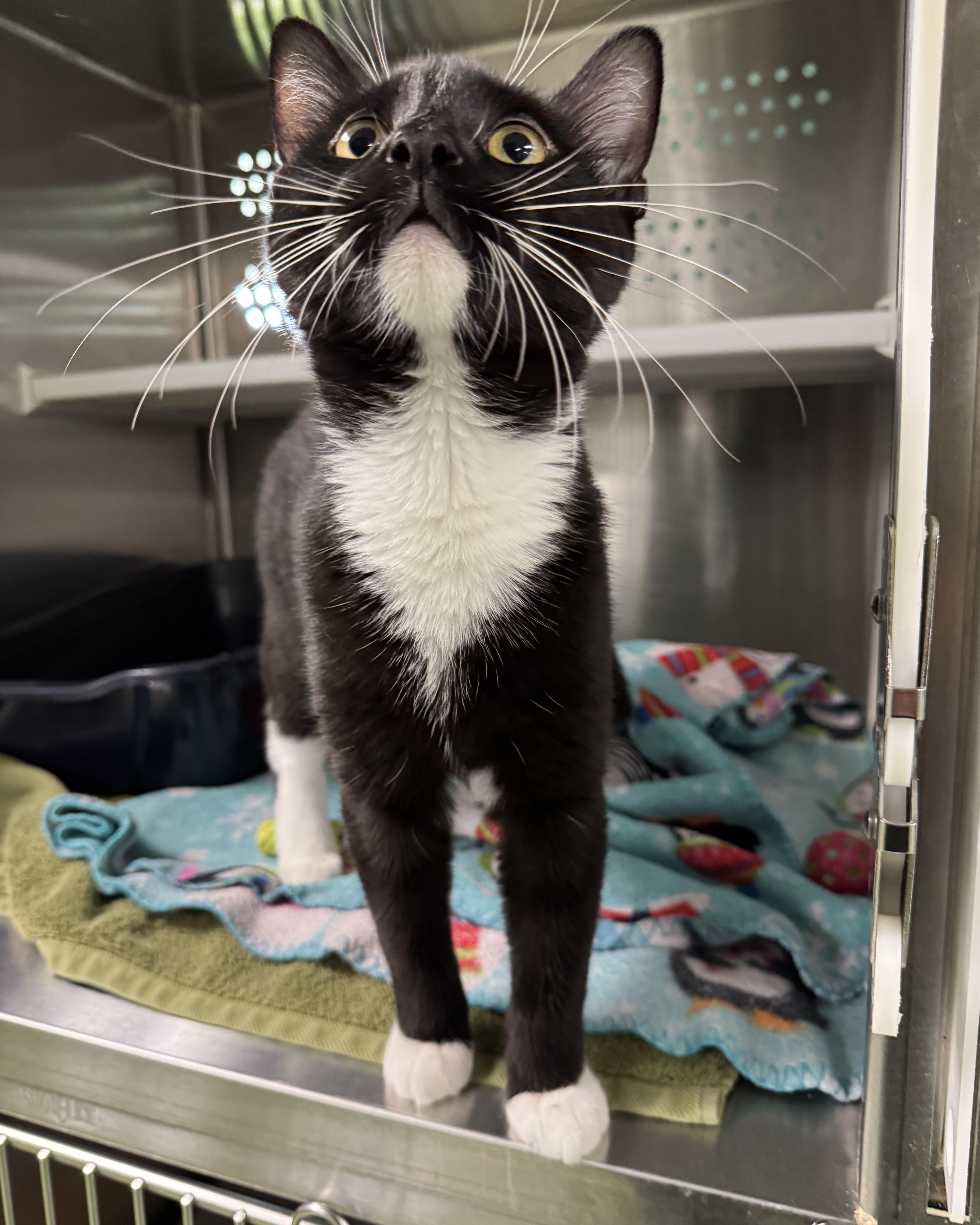 A baby medium-sized male Black & White / Tuxedo Domestic Short Hair cat named Heihei for adoption in Seneca, PA