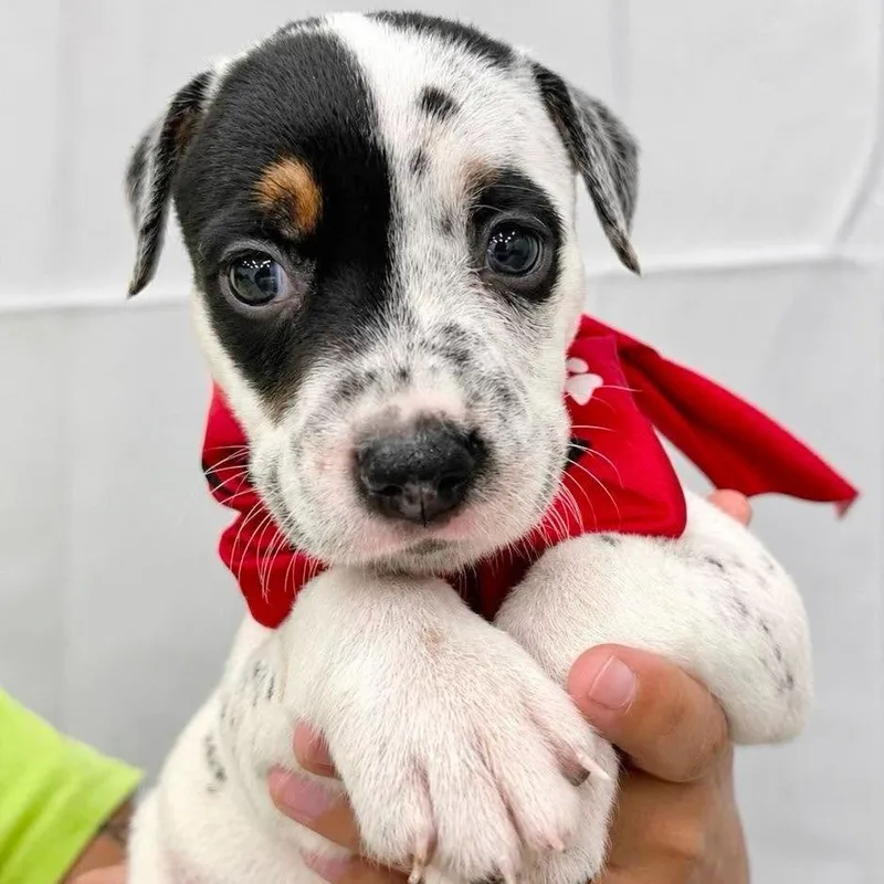 A baby small-sized male Black Mixed Breed dog named Leo for adoption in Tampa, FL