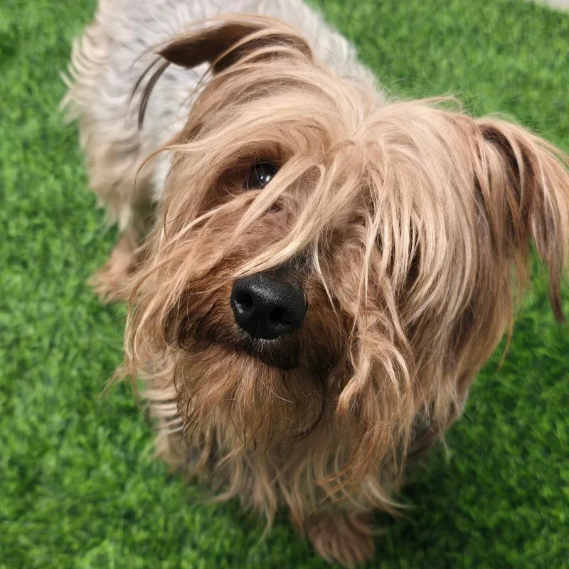 An adult small-sized male Yellow / Tan / Blond / Fawn Silky Terrier dog named Albert for adoption in Columbia, MO