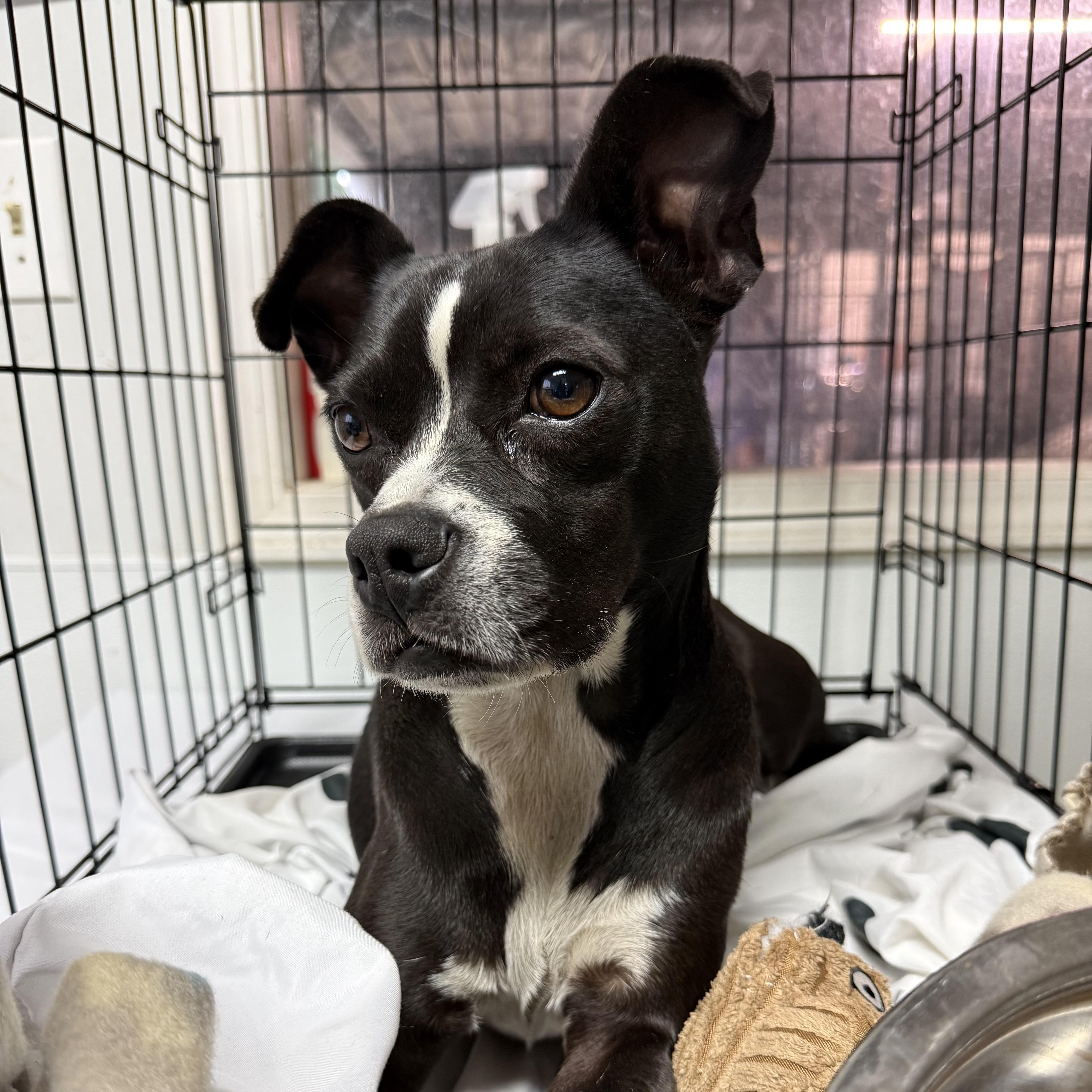 An adult small-sized female Terrier dog named Isabella for adoption in Columbia, SC