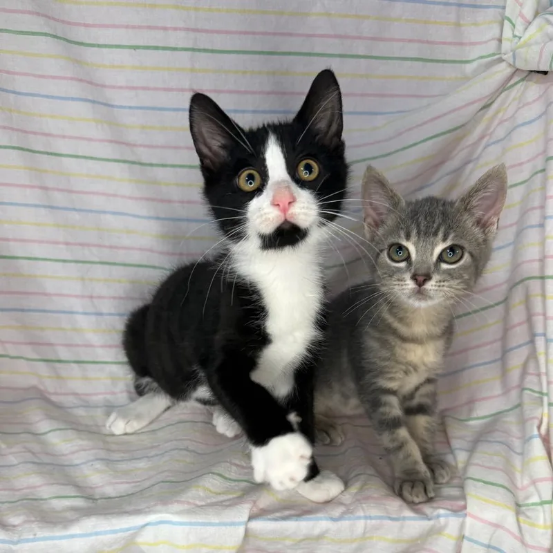 Knox & Socks thumbnail 2