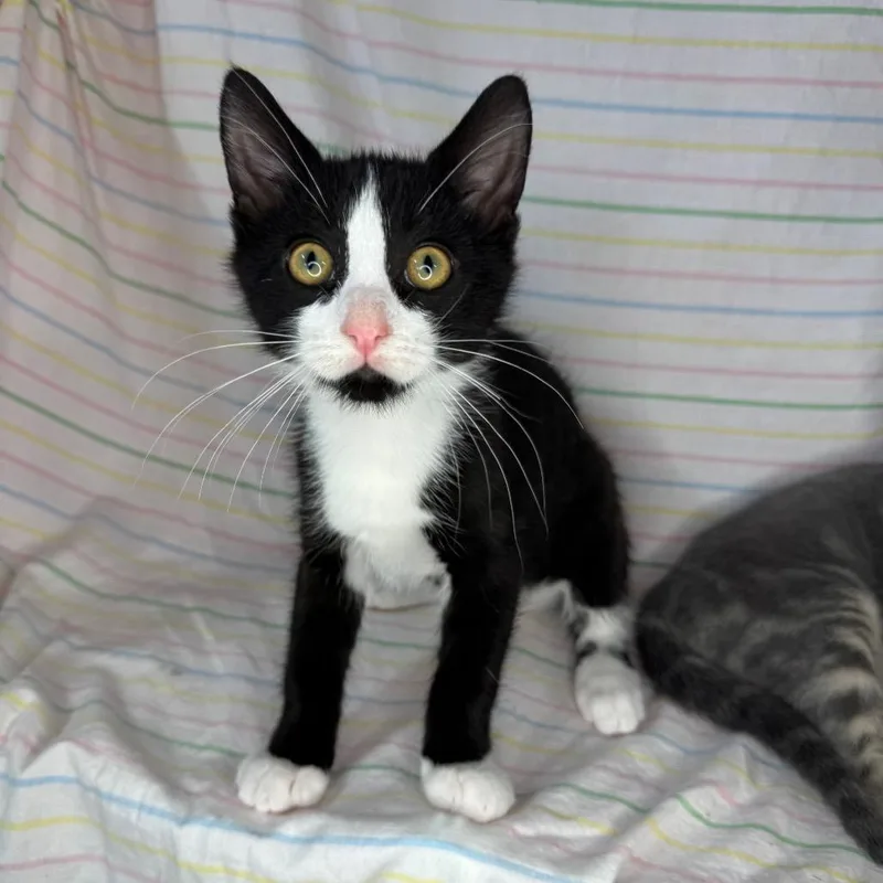 Knox & Socks thumbnail 3