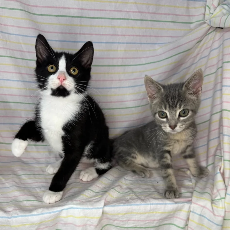 Knox & Socks thumbnail 6