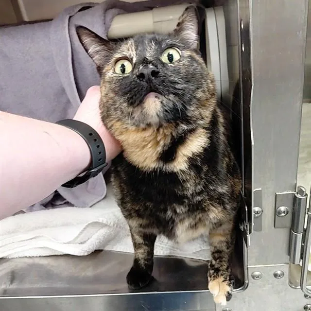 A young small-sized female Domestic Short Hair cat named Turtle for adoption in Huntsville, AL