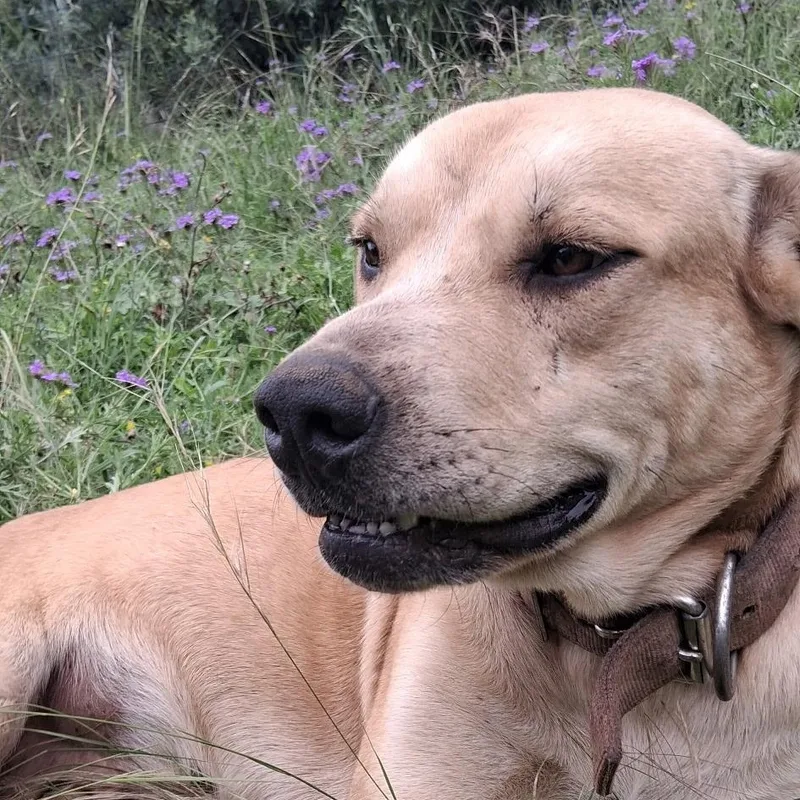 A young medium-sized female Yellow / Tan / Blond / Fawn Labrador Retriever dog named Chloe for adoption in Boerne, TX