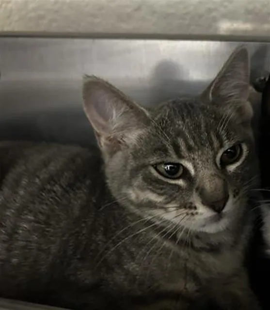 A baby small-sized male Domestic Short Hair cat named Chip for adoption in Chula Vista, CA