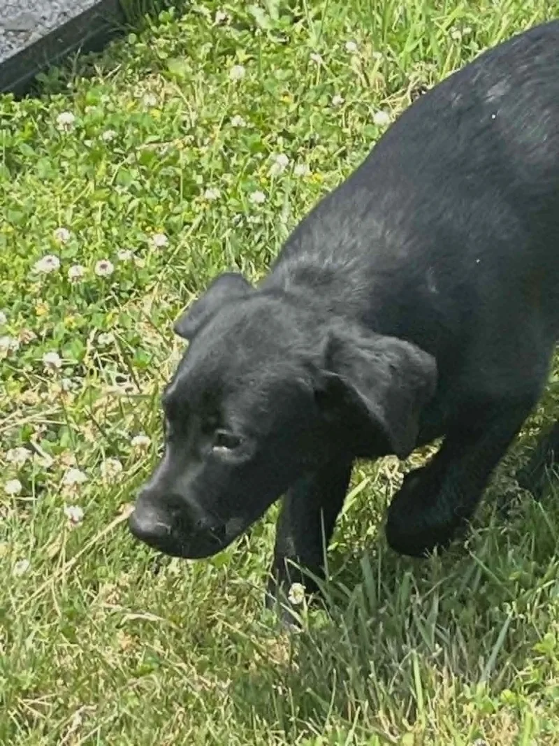 A baby medium-sized male Labrador Retriever dog named Fudge for adoption in Havertown, PA