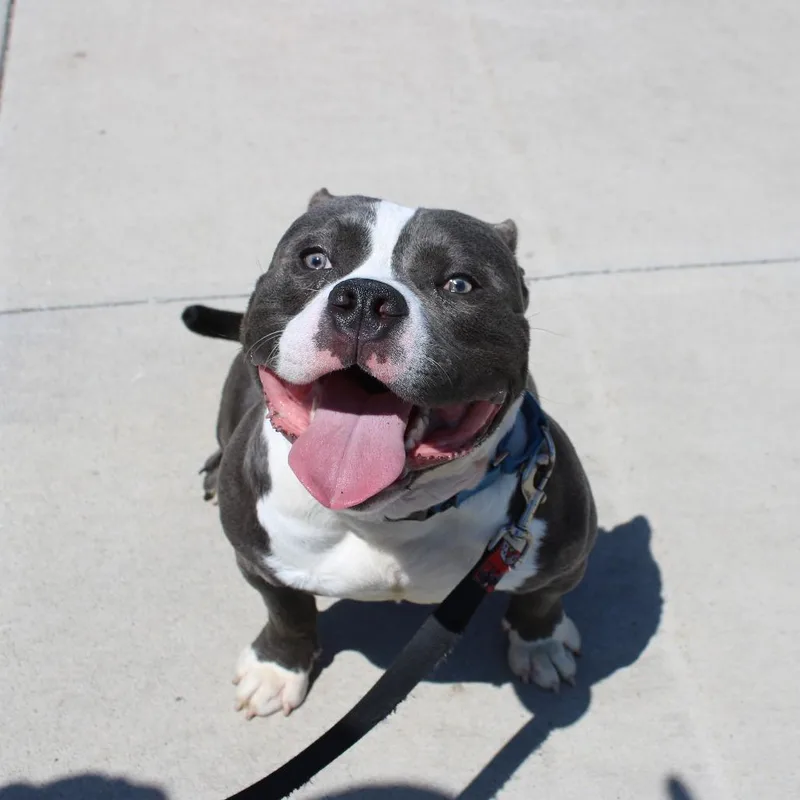 A young medium-sized male Gray / Blue / Silver American Staffordshire Terrier dog named Rocky for adoption in Champaign, IL