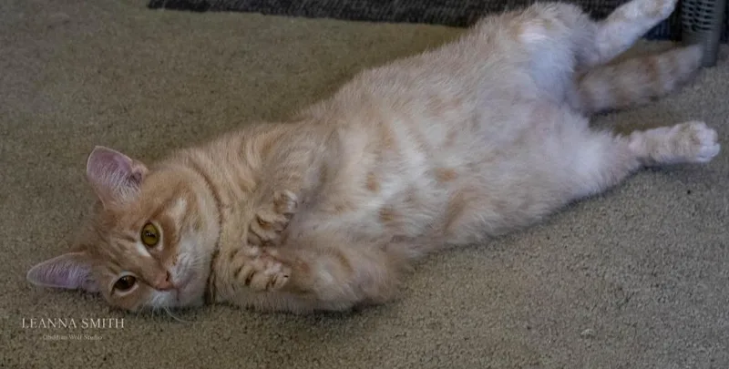 An adult medium-sized male Domestic Short Hair cat named Casper for adoption in Kettering, OH