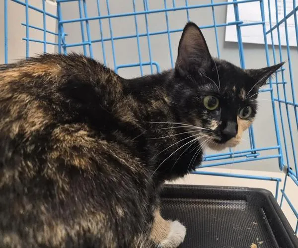 An adult medium-sized female Domestic Short Hair cat named Meow Flower for adoption in New York, NY