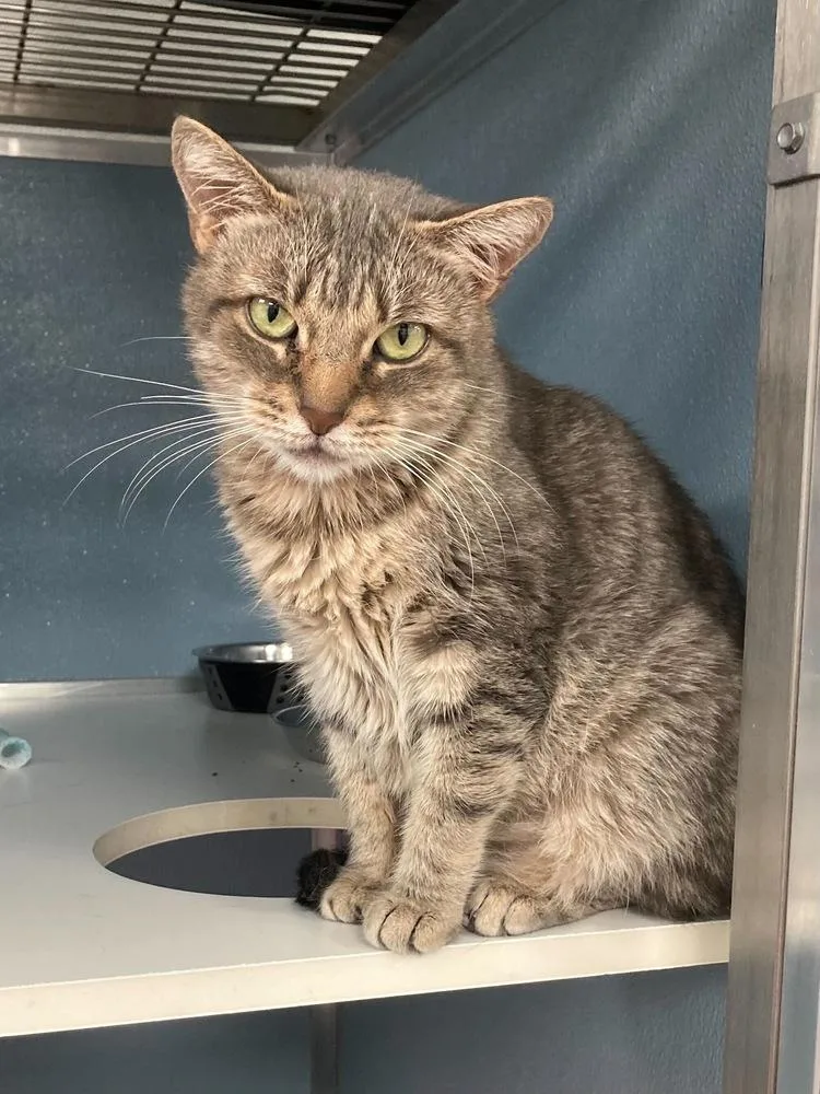 An adult medium-sized female Domestic Short Hair cat named Freya Jean for adoption in Milltown, NJ