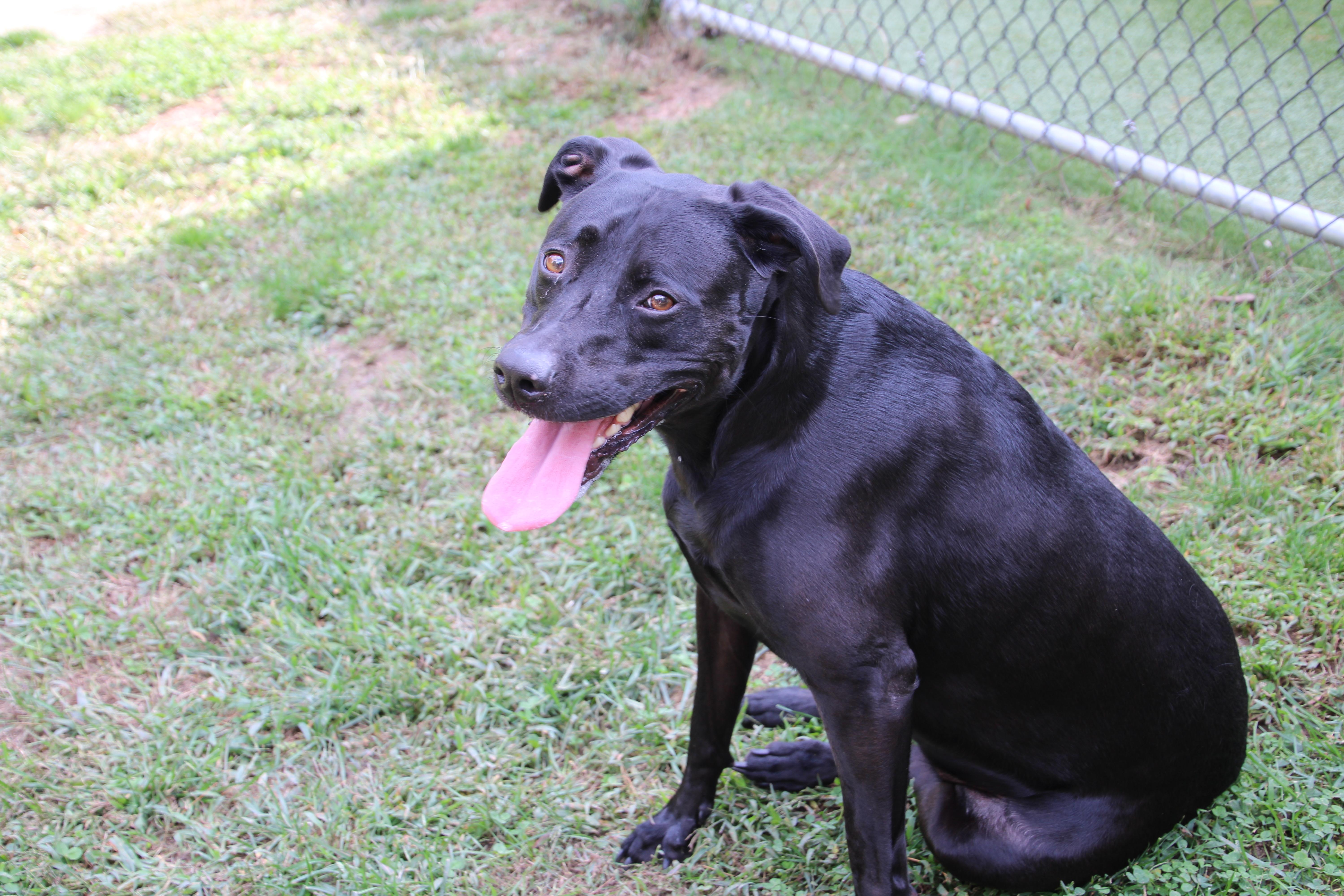 An adult large-sized female Labrador Retriever dog named Lucy for adoption in East Brunswick, NJ