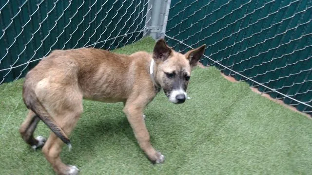 A baby medium-sized male Siberian Husky dog named Galaxy for adoption in Downey, CA
