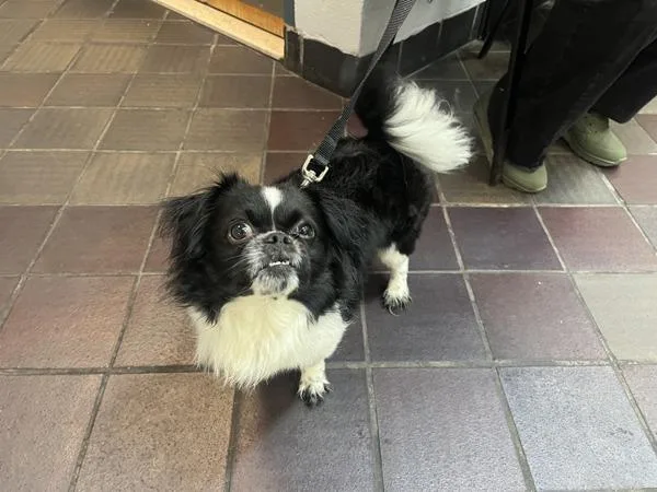 An adult small-sized male Mixed Breed dog named Junior Mint for adoption in New York, NY