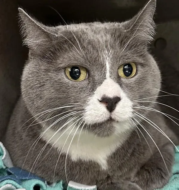 An adult large-sized male Domestic Short Hair cat named Kendrick for adoption in Troutdale, OR