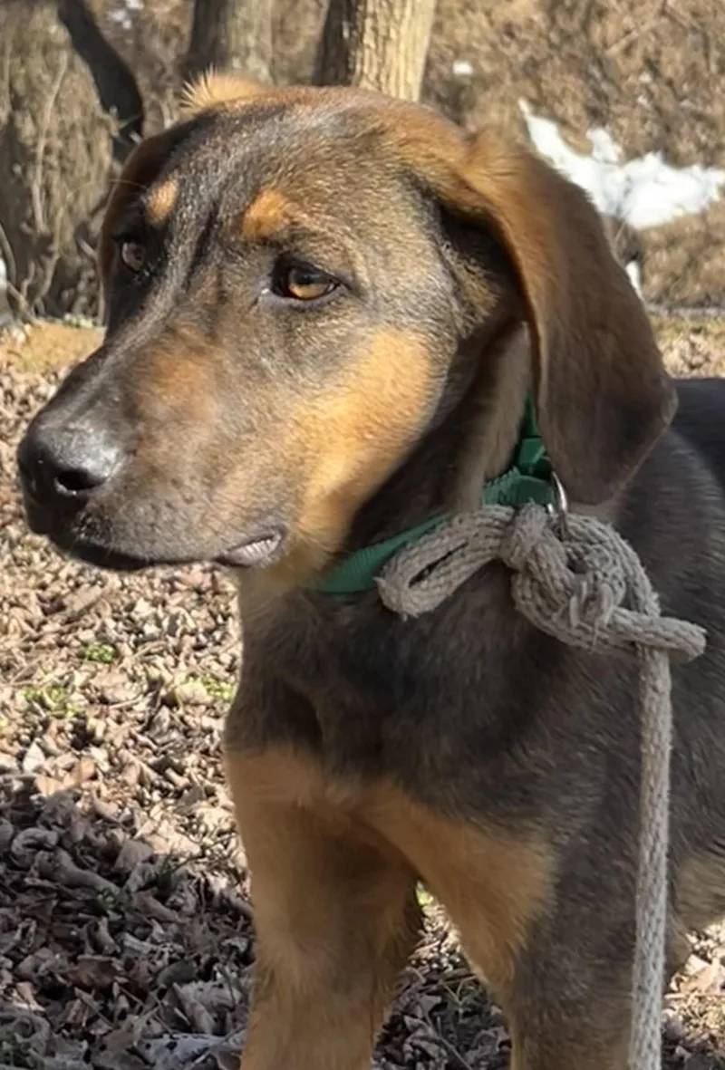 Strawberry And Kiwi! thumbnail 4