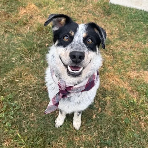 A young medium-sized male Black Australian Cattle Dog / Blue Heeler dog named Ranger for adoption in Torrance, CA
