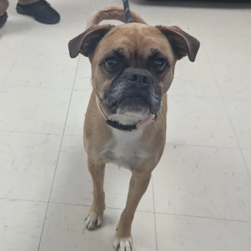 An adult medium-sized male Bicolor Pug dog named Arnie for adoption in Tulsa, OK