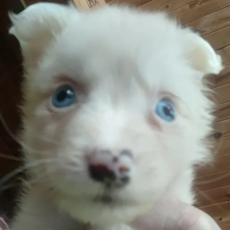 Paddy thumbnail 3
