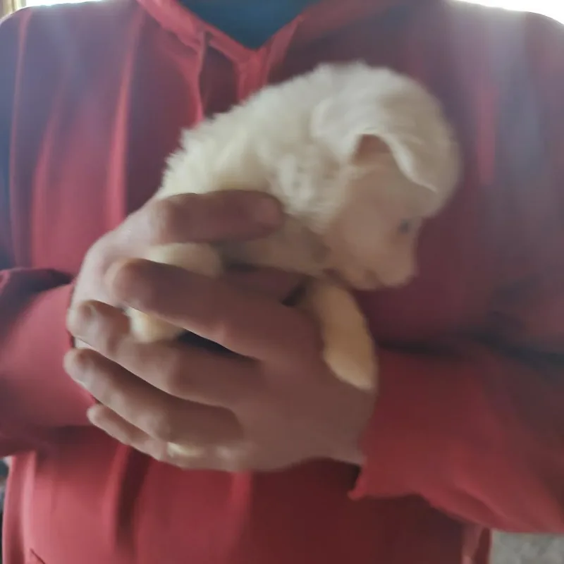 Paddy thumbnail 4