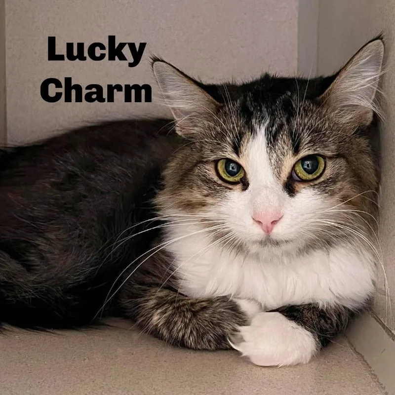 Lucky Charm