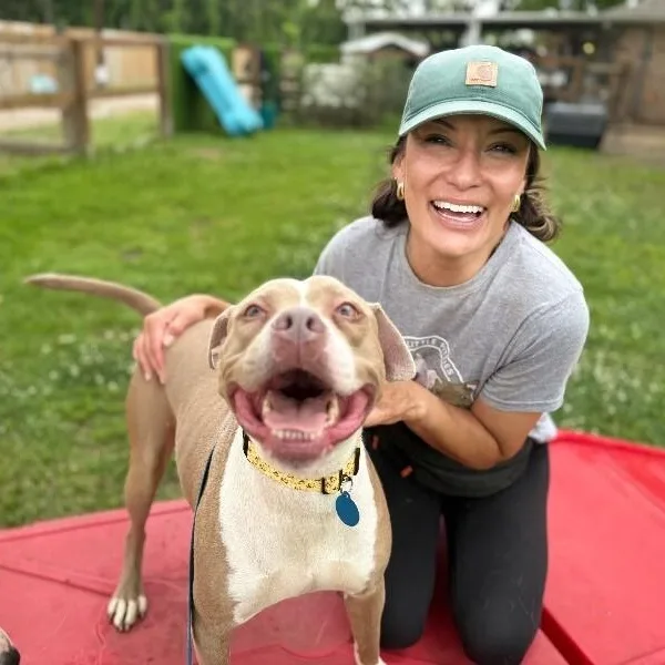 An adult medium-sized male Apricot / Beige Pit Bull Terrier dog named Atari Oliver for adoption in Friendswood, TX