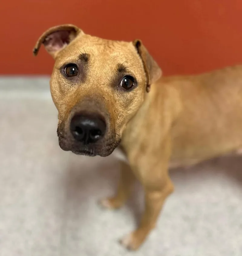An adult medium-sized female Golden Pit Bull Terrier dog named CeCe for adoption in Kuna, ID