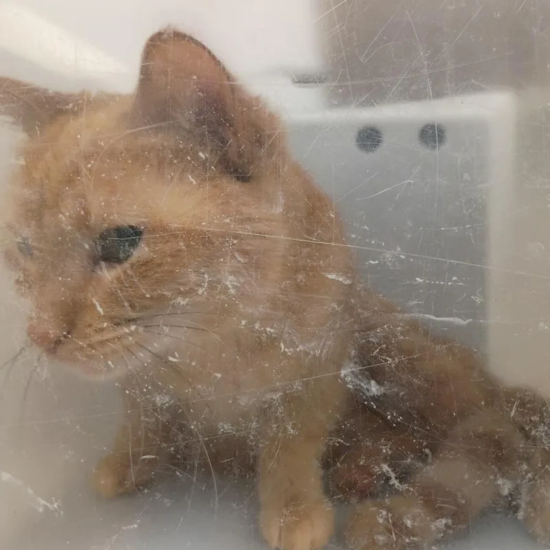 An adult medium-sized female Orange / Red Domestic Short Hair cat named Cluck for adoption in Columbus, GA