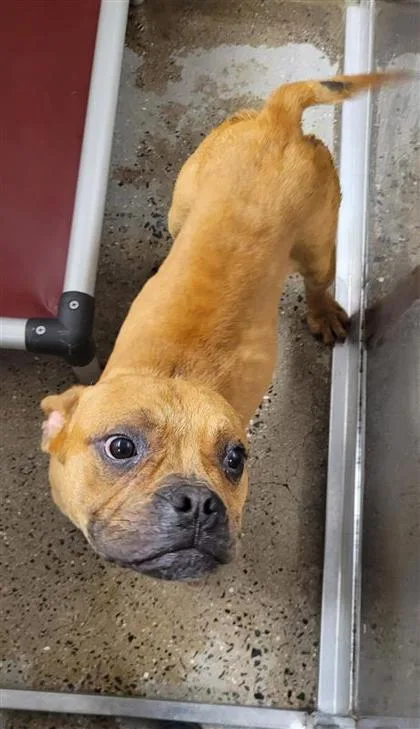 An adult medium-sized male Mixed Breed dog named Chip for adoption in West Chester, PA