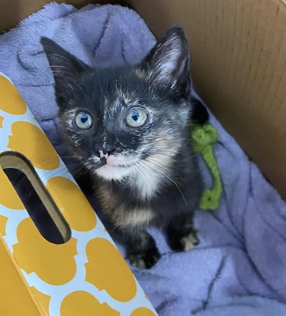 A baby medium-sized female Domestic Short Hair cat named Donut for adoption in Dallas, TX