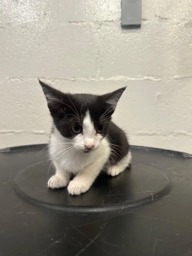 A baby large-sized female Domestic Short Hair cat named Spunky for adoption in Cartersville , GA